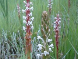 Satyrium longicauda var. longicauda